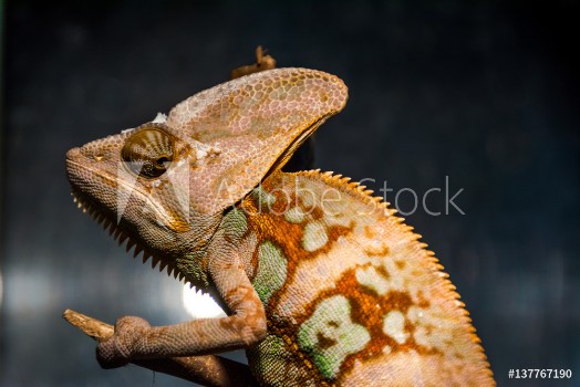 Picture of chameleon portrait that looks very unhappy